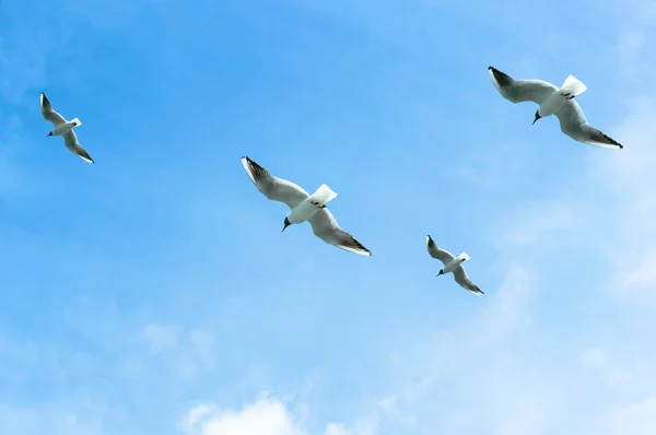 four birds in the sky, seagulls on a blue background