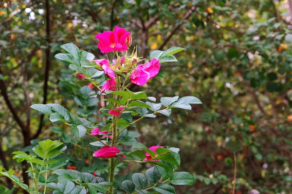 flowers of wild rose, pink wild rose flowers