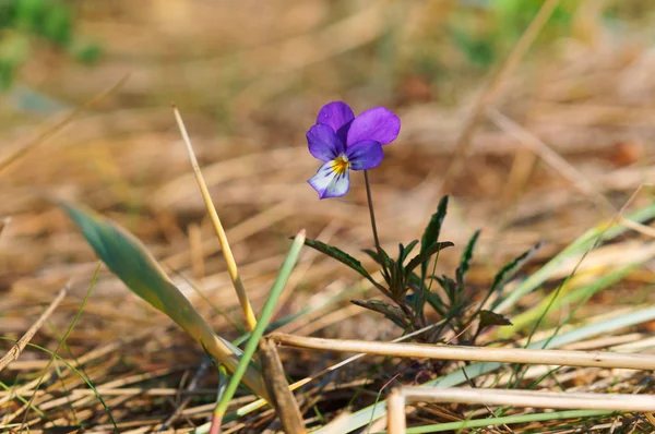 small purple flower, purple flower grows in the sand