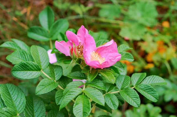 the flowers of wild rose medicinal, blooming wild rose Bush