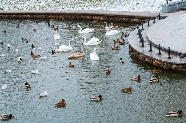 birds on the unfrozen pond in winter, ducks and swans on the pond