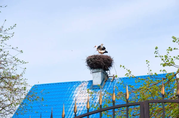 birds nest on the house, storks nest on the roof