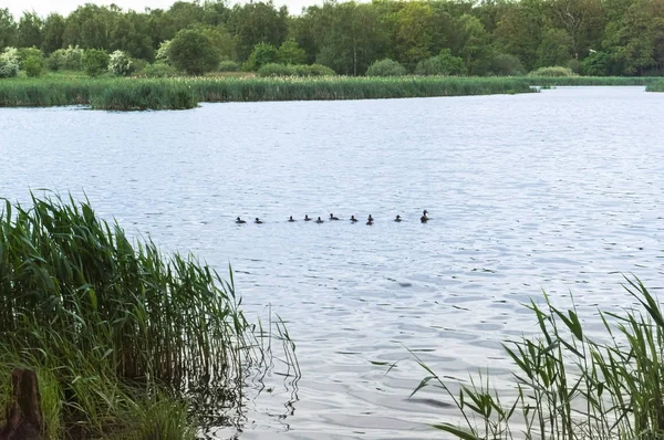 waterfowl with children in the forest lake, duck with ducklings swimming in the lake