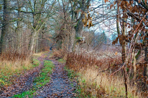 a country road in the spring forest, a cloudy day in late autumn