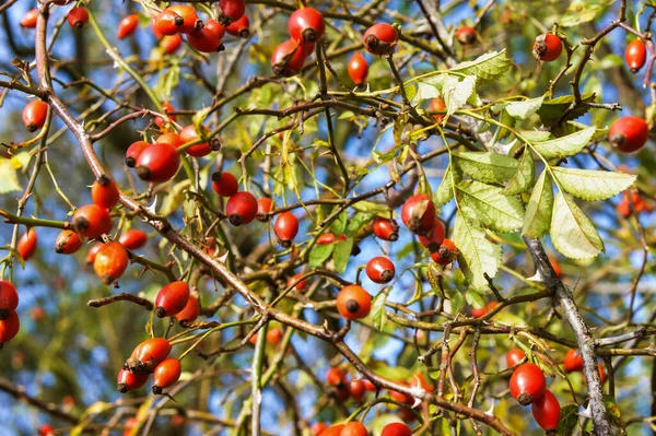 collect medicinal rose hips in autumn, the rose-hip fruit tea, red rose hips source of vitamin C