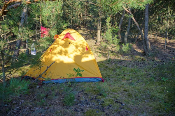 yellow tourist tent, double tent in a pine forest
