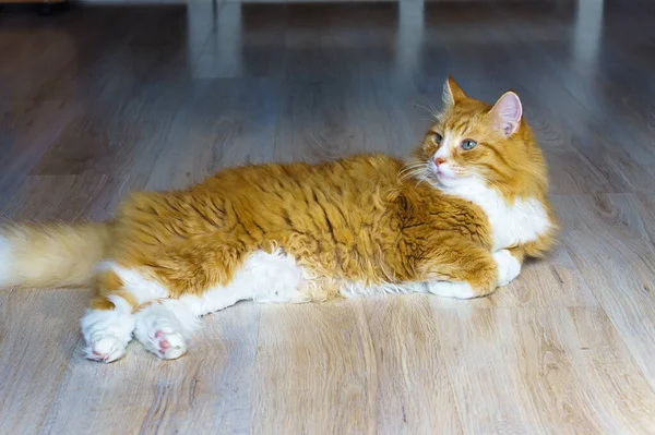 fluffy house cat, red cat at home resting, red cat lying on the sofa