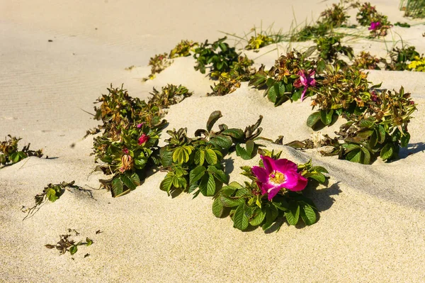shoots of the wild rose, wild rose growing on the shore of the Baltic sea