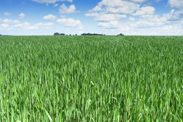 Agricultural fields sown with cereals. Ears of rye and oats in the field. Wheat field.