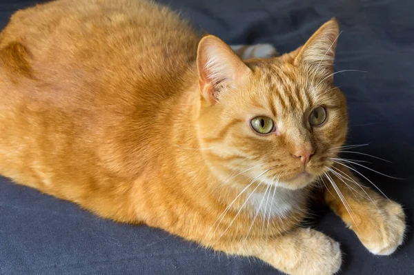 fluffy house cat, red cat at home resting, red cat lying on the sofa