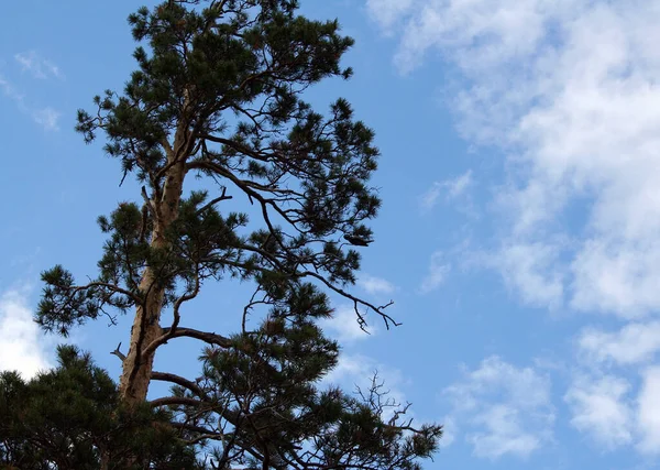 青い空に背の高い松の木 — ストック写真
