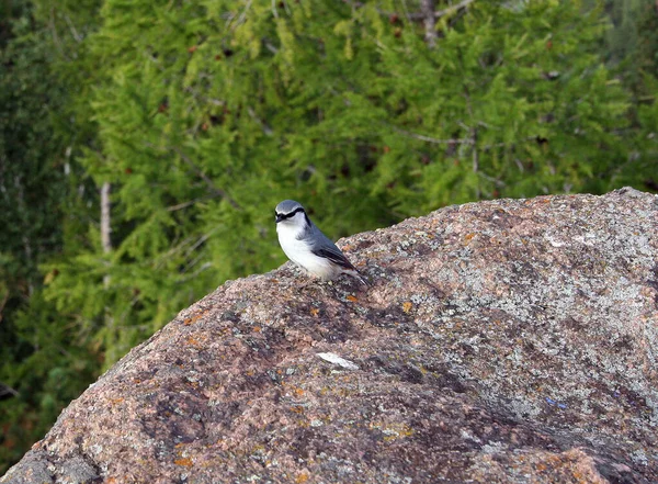 Uccello Nuthatch Una Roccia Nel Parco Nazionale Pilastri Krasnoyarsk — Foto Stock