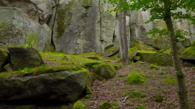 Yoğun bir ormanda ağaçlar ve taşlarla çevrili yosun kaplı kayalık bir duvarın geniş manzarası..