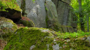 Ağaçlar ve bitki örtüsüyle çevrili yosun kaplı bir kayanın geniş manzara görüntüsü..