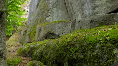 Ağaçlar, yosunlar ve yemyeşil bitkilerle kaplı bir orman kayalığının manzaralı bir görüntüsü..