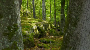 Etrafı yosun kaplı ve ağaçlarla çevrili huzurlu bir orman manzarasının geniş bir görüntüsü..