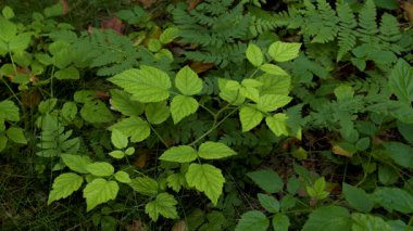 Eğreltiotlarının, çalıların ve otların yakın plan çekimi orman zemininde yemyeşil bir doğal manzara yaratır..