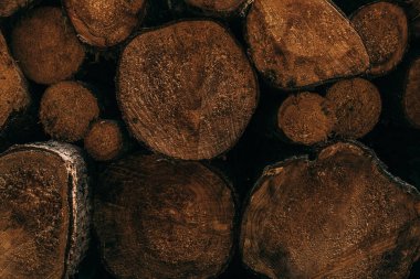 Kesik yüzeyli ağaç kütüklerinin yakın görüntüsü. Ayrıntılı ahşap dokusu arka plan, doğa temaları, ormancılık ve hammadde kavramları için mükemmel..