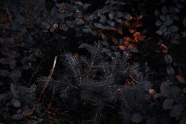 Karanlık, kasvetli bir ormanda çalılarla çevrili genç bir ladin ağacını yakından görmek dramatik ışık ve gölgelerle.