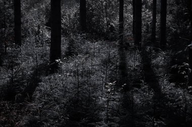 Karanlık ve kasvetli bir ormanda, aydınlık ve gölge, kontrastı ve gizemi sembolize eder..