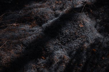 Ormanda yosunların üzerine düşen bir ağaç gölgesiyle dramatik karamsar bir sahne..