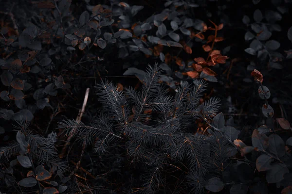 Karanlık, kasvetli bir ormanda çalılarla çevrili genç bir ladin ağacını yakından görmek dramatik ışık ve gölgelerle.