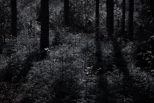 Karanlık ve kasvetli bir ormanda, aydınlık ve gölge, kontrastı ve gizemi sembolize eder..