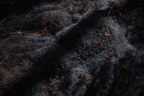 Ormanda yosunların üzerine düşen bir ağaç gölgesiyle dramatik karamsar bir sahne..