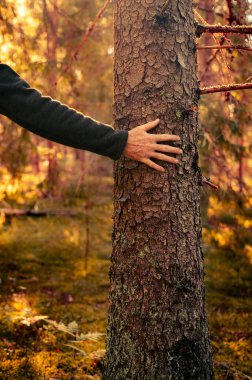 Güneşli bir ormanda ağaç gövdesine dokunan bir el..
