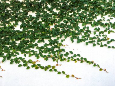 Coatbuttons, beyaz beton duvar arka plan, arka plan üzerinde Meksika papatya