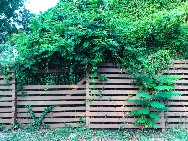 Plantes Sur Clôture Bois Dans Jardin — Photo