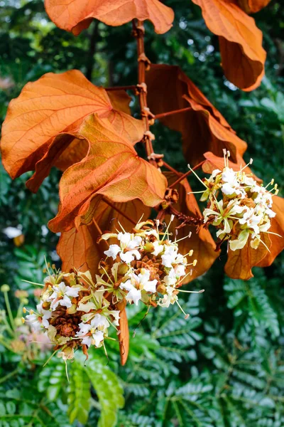 Goldene Blätter Bauhinia Aureifolia Und Blüten Garten — Stockfoto