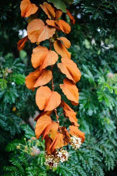 Hojas Oro Bauhinia Aureifolia Flores Jardín — Foto de Stock