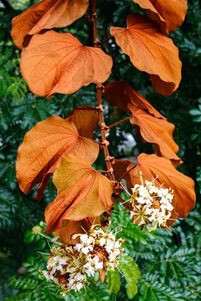 Золотые Листья Bauhinia Aureifolia Цветы Саду — стоковое фото