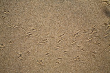 Kumsalda, doğal arka plan kuş ayak izlerini takip