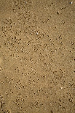 Kumsalda, doğal arka plan kuş ayak izlerini takip