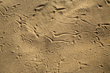 Kumsalda, doğal arka plan kuş ayak izlerini takip