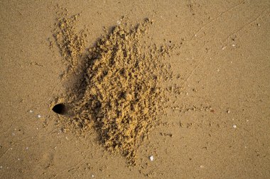 Ayak izleri parça ve delik kumsalı, doğal arka plan üzerinde yengeç yengeç