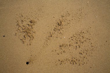 Ayak izleri parça ve delik kumsalı, doğal arka plan üzerinde yengeç yengeç