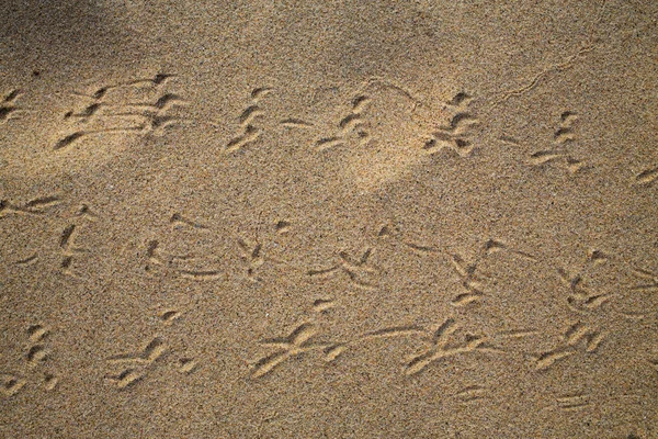 Pegadas Pássaros Rastreiam Praia Areia Fundo Natural Abstrato — Fotografia de Stock