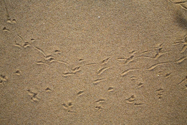 Kumsalda, doğal arka plan kuş ayak izlerini takip