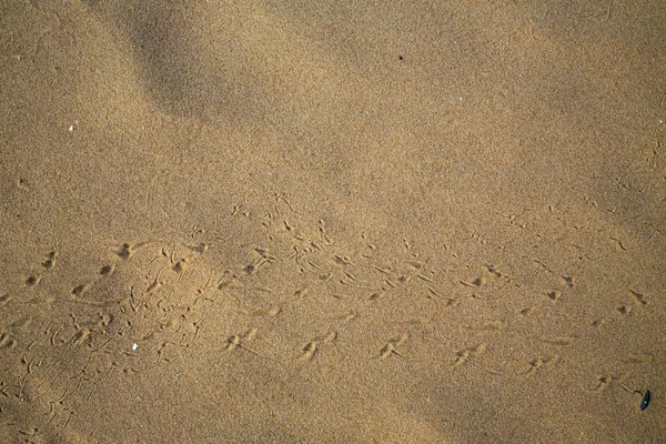 Fågel Fotspår Spåra Sandstrand Abstrakt Naturliga Bakgrund — Stockfoto