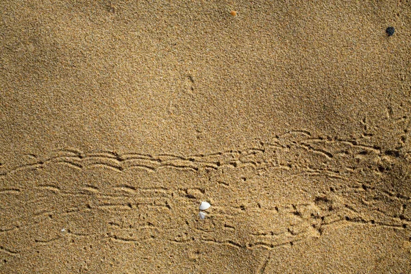 Pegadas Pássaros Rastreiam Praia Areia Fundo Natural Abstrato — Fotografia de Stock