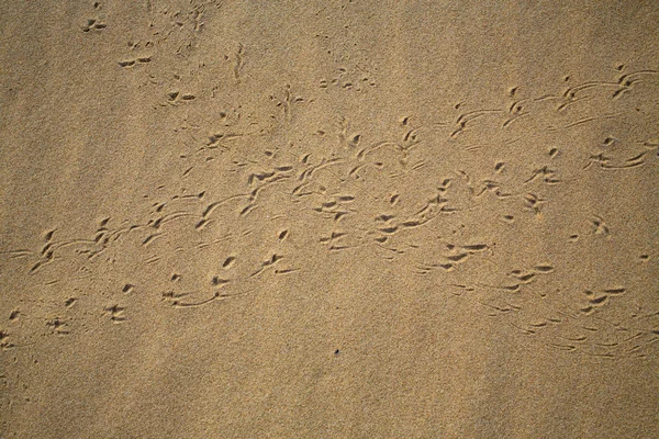 Vogel Voetafdrukken Track Zandstrand Abstracte Natuurlijke Achtergrond — Stockfoto