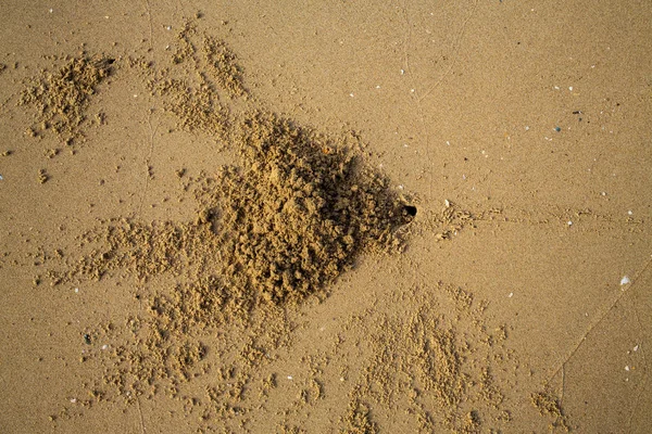 Krab Ślady Toru Otwór Kraba Piaszczystej Plaży Streszczenie Tło Naturalne — Zdjęcie stockowe