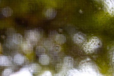 Bokeh yağmur damla, bulanıklık su bokeh yeşil bahçe arka planda ayna üzerinde düşer, bulanık sivrisinek tel ekran, yakın yukarı & makro Shot, seçici odak, sabah hakkında, yağmurlu gün kavramı