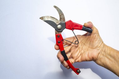 Kıdemli Kadın sağ el bahçe secateurs kullanarak, beyaz arka plan izole ağaç dalları kesmek için, Kırık kırmızı budama makas, Bahçe takım konsepti