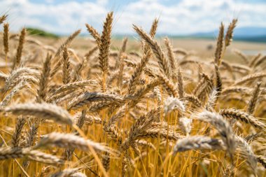 Altın renkli arpa bulanık bulutlar ve arka plan alanında ayrıntı. Güneşli yaz gün.