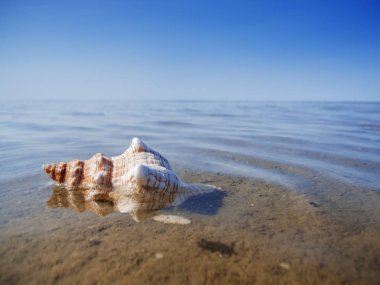Bir çizgili sarmalın (pleuroploca trapezium) dörtte üçü su ile kaplı olarak yatmaktadır..