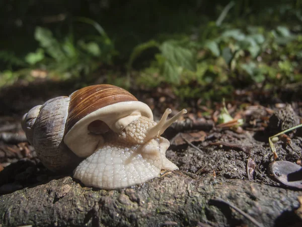 Ground-level wide-angle view of a snail (Helix pomatia) on forest floor.